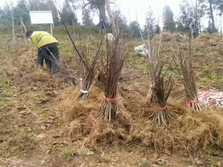珙桐苗
