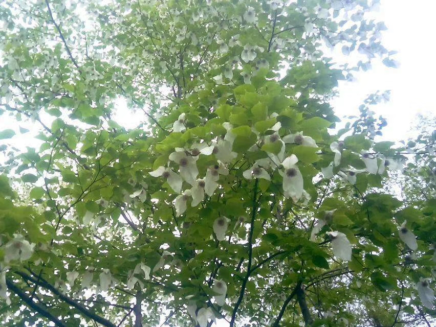 珙桐树