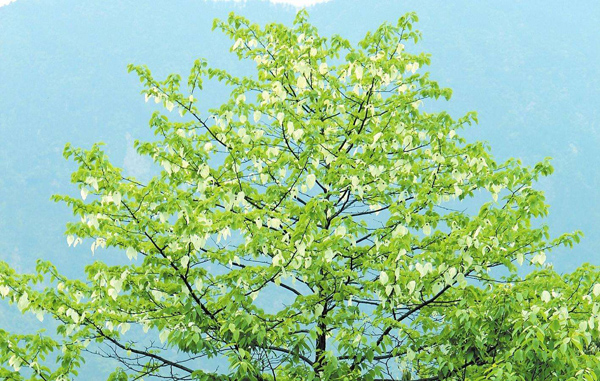 珙桐树的种植前景如何？珙桐树有什么用？